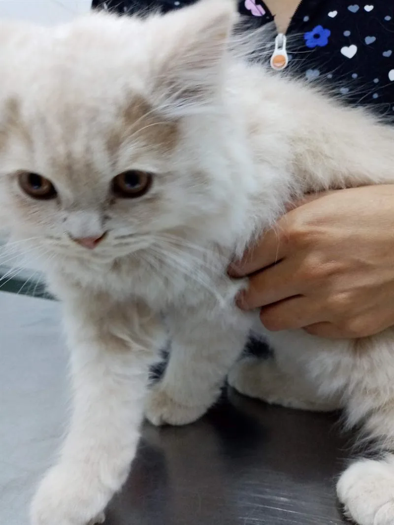 Manos examinando a un gato blanco sobre la mesa de consulta.