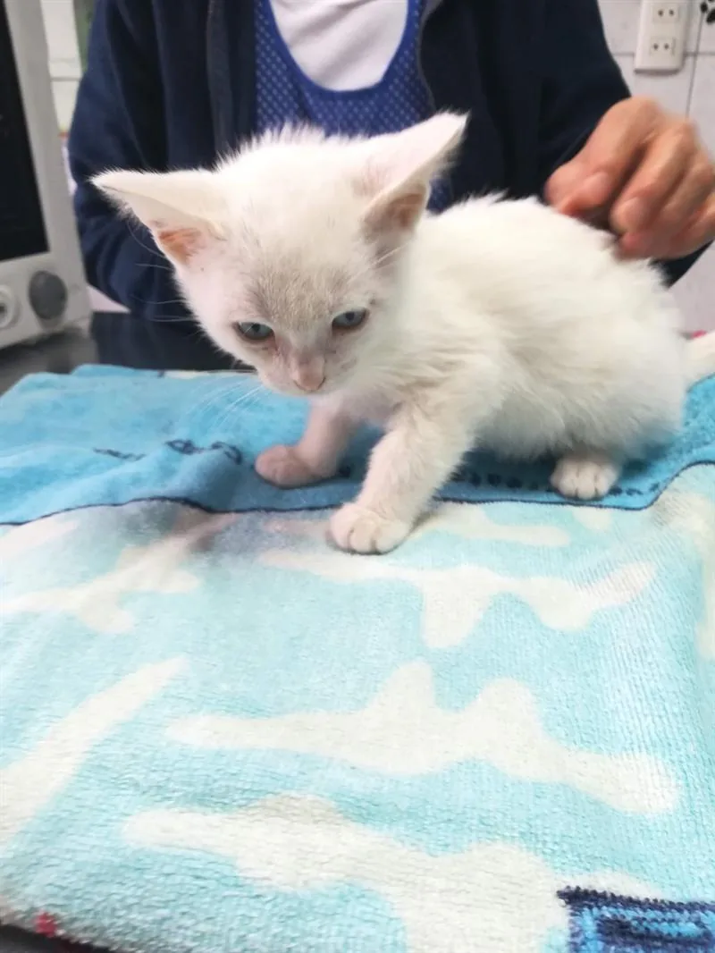 Un gatito blanco sobre una toalla azul durante la consulta, con la mano del veterinario cerca.